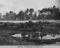 Golf course under construction at Fontainebleau State Park in Mandeville Louisiana in 1937