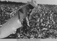 Boy laborer picking cotton in field circa 1940
