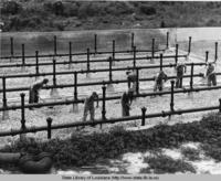 WPA workmen level a portion of gravel for filter beds in Hammond, Louisiana's sewage disposal system in 1936