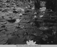 Water lilies in a Louisiana swamp in the 1930s