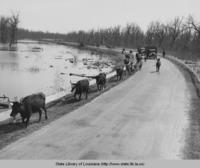 Livestock being moved along paved road through swamp near White Hall Louisiana in 1937