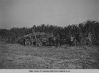 Sugar cane field and harvestors in Plaquemine Parish in the 1930s