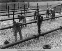 WPA workmen level a portion of gravel for filter beds in Hammond, Louisiana's sewage disposal system in 1936