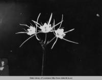 Spider lily in the 1930s
