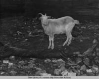Goat in Lafayette Louisiana in the 1930s