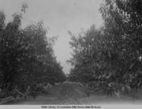 Peach orchard near Bastrop Louisiana in the 1930s