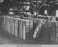 Louisiana oranges packed and ready for shipment in Buras Louisiana in the late 1930s
