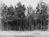Forest land in Minden Louisiana in the 1930s
