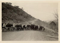 Cattle driven through Collbran