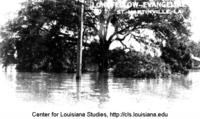Evangeline Oak during the 1927 flood.