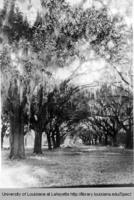 Oak avenue on the campus of St. Charles College, Grand Coteau
