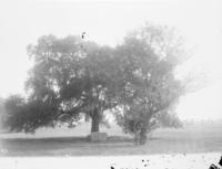 Oak Tree, City Park