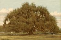 Plantation and Oak Tree (Allard Plantation)