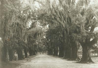 Oak trees lining roadway in either City Park or Audubon Park