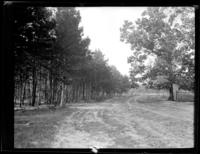 Bastrop. 2nd growth lob lolly pine trees