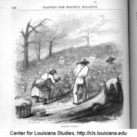 Picking cotton in Louisiana, 1854.